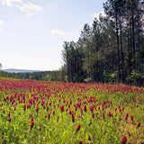 Napa Valley Wildflower Co Crimson Clover Cover Crop Seed – 1 oz