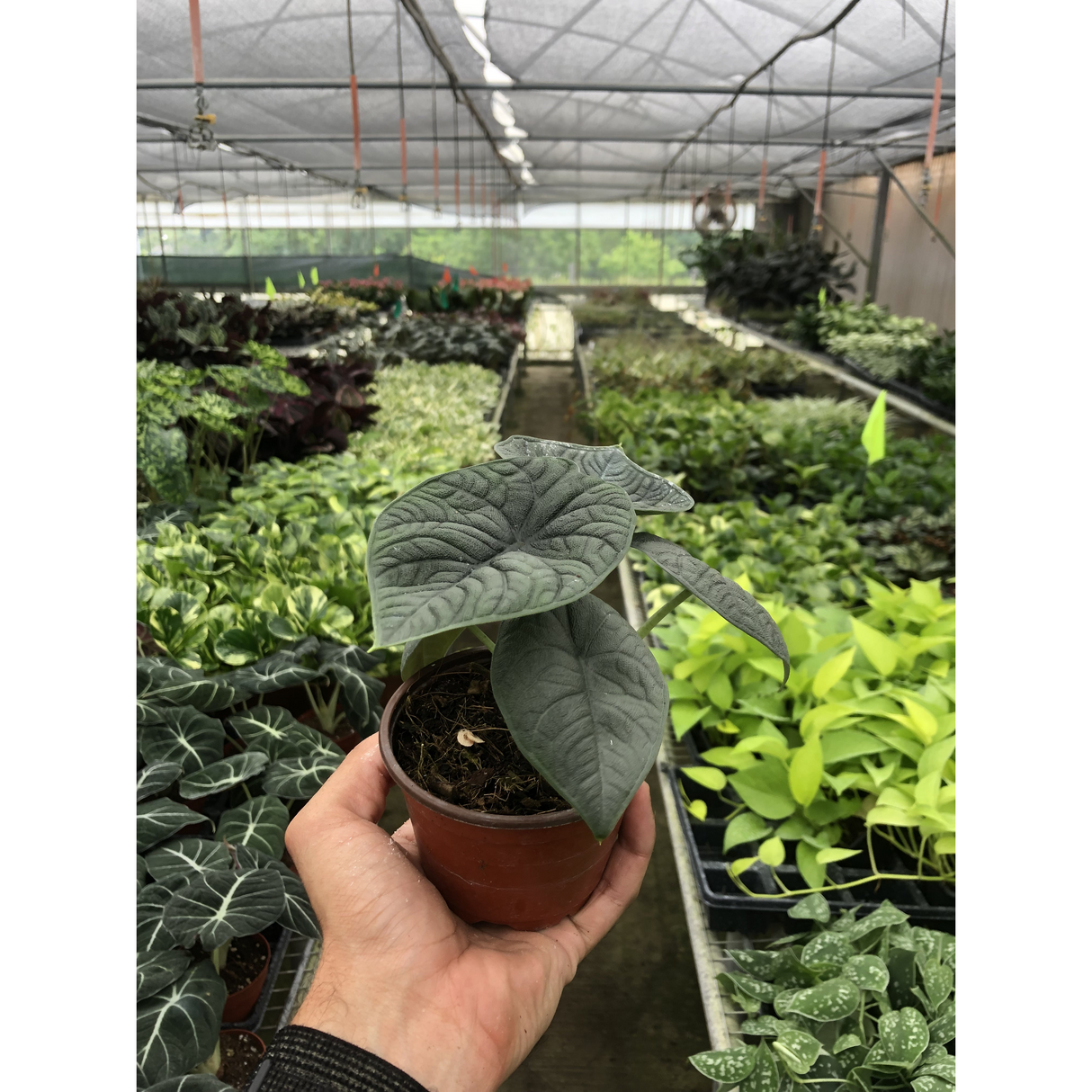 Alocasia 'Melo' Plant – Jewel Alocasia with Thick Blue-Green Foliage