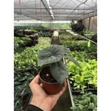 Alocasia 'Melo' Plant – Jewel Alocasia with Thick Blue-Green Foliage