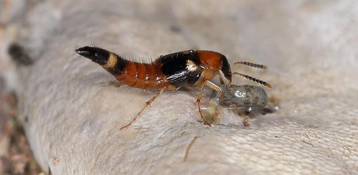 Insect with a small gray object on a textured surface