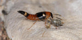 Insect with a small gray object on a textured surface