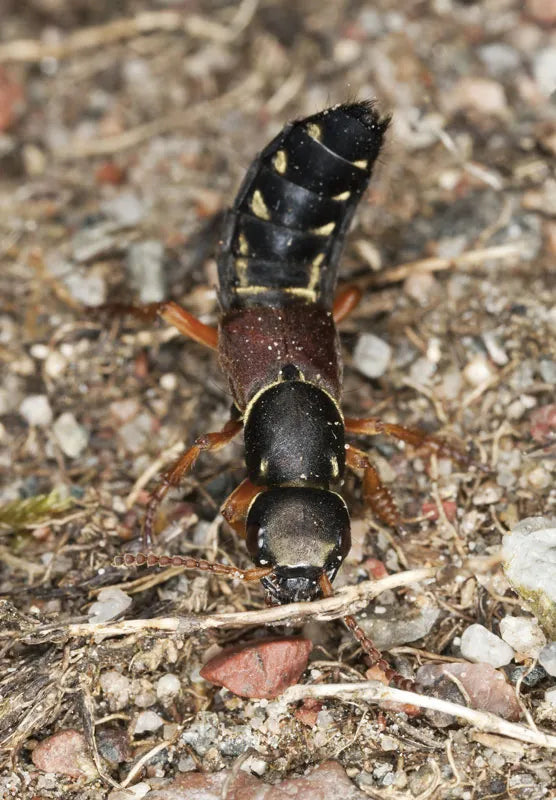 Insect on a ground surface with gravel and small rocks