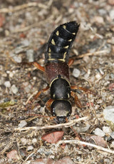 Insect on a ground surface with gravel and small rocks