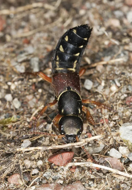 Insect on a ground surface with gravel and small rocks