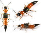 Three rove beetles with orange, black, and green coloration on a white background