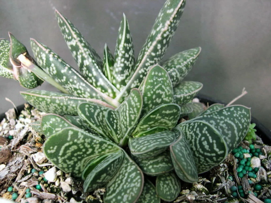 Gasteria Bicolor var. Liliputana Succulent Plant