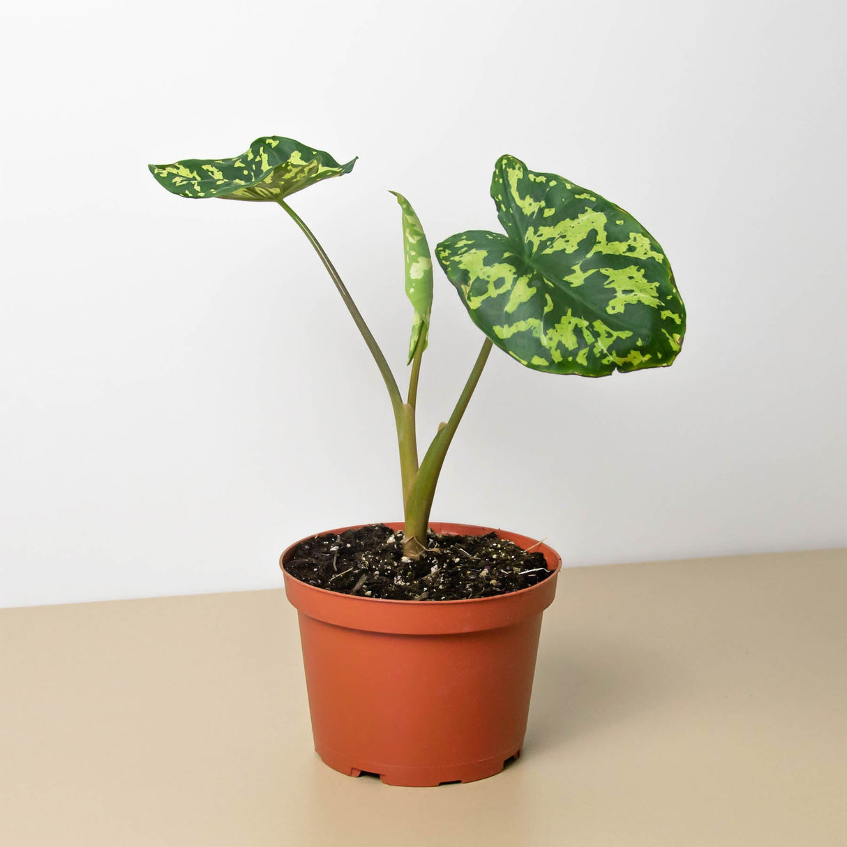 Alocasia 'Hilo Beauty' Plant – Speckled Variegated Elephant Ear