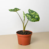 Alocasia 'Hilo Beauty' Plant – Speckled Variegated Elephant Ear