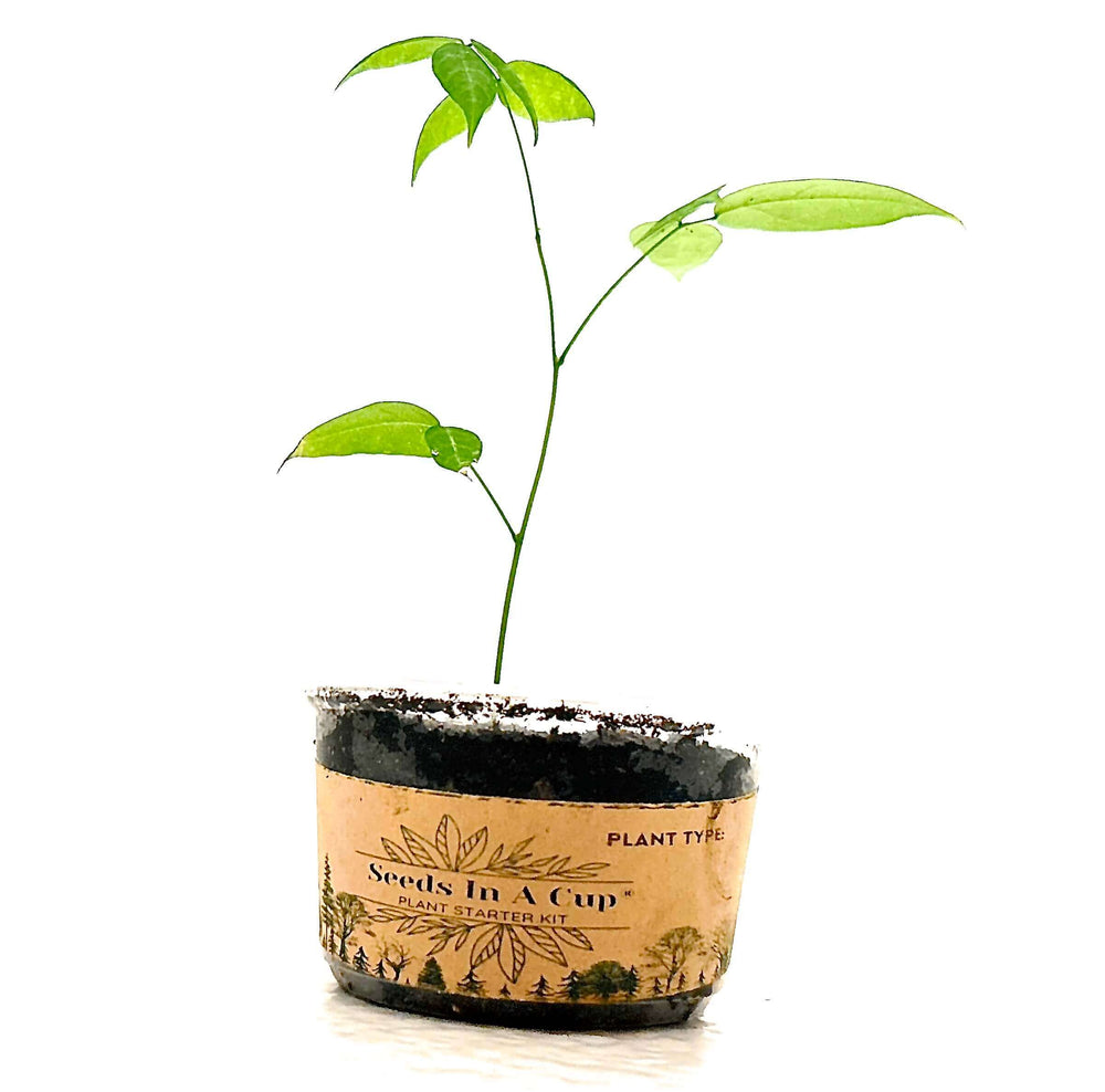Seeds In A Cup® | Jalapeño Plant Grow from Seed Gardening Kit