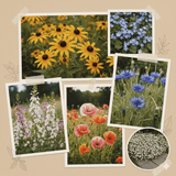 Napa Valley Wildflower Co Enchanted Fairy Garden Wildflower Seeds