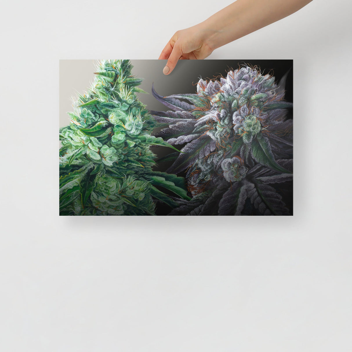 Day & Night Cannabis Strain Art Poster – 18x12" Matte Print