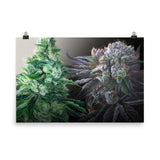 Day & Night Cannabis Strain Art Poster – White Durban & Black Afghan - 36" x 24"