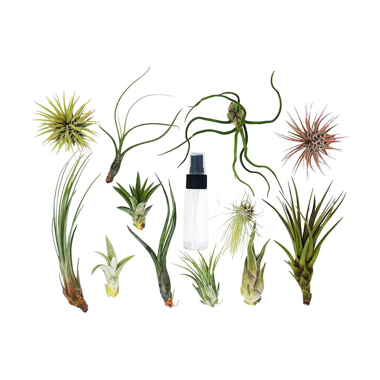 20 Bulk Air Plant Assortment with Spray Bottle – 12 Varieties of Tillandsia