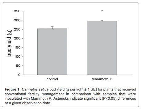 Bar graph comparing bud yield of Cannabis sativa between 'control' and 'Mammoth P' treatments.