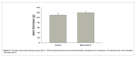Bar graph comparing stem biomass of Cannabis sativa between 'control' and 'Mammoth P' treatments.
