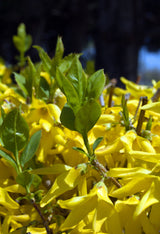 Yellow Forsythia Lynwood Variety Shrub