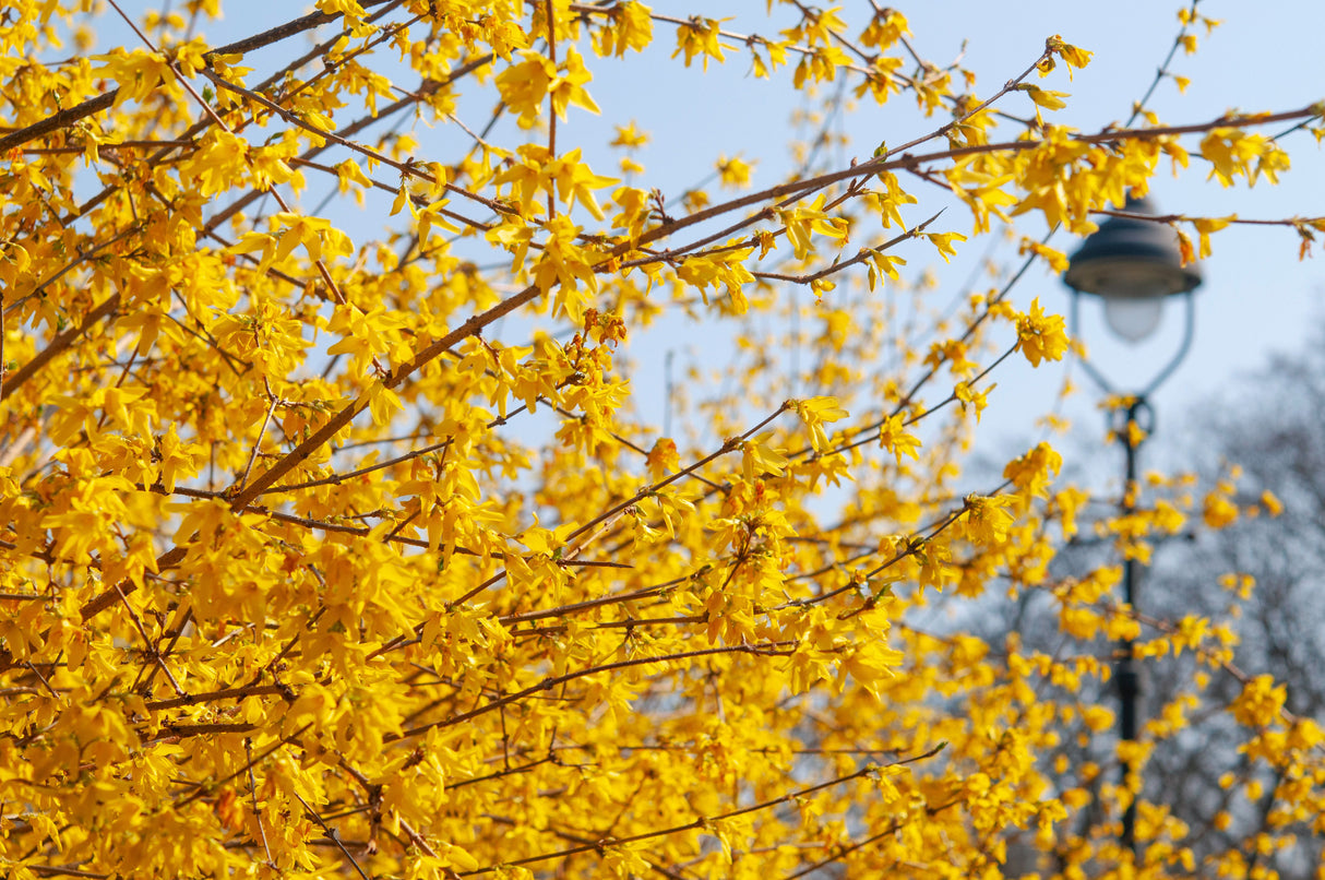 Yellow Forsythia Lynwood Variety Shrub