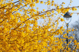 Yellow Forsythia Lynwood Variety Shrub