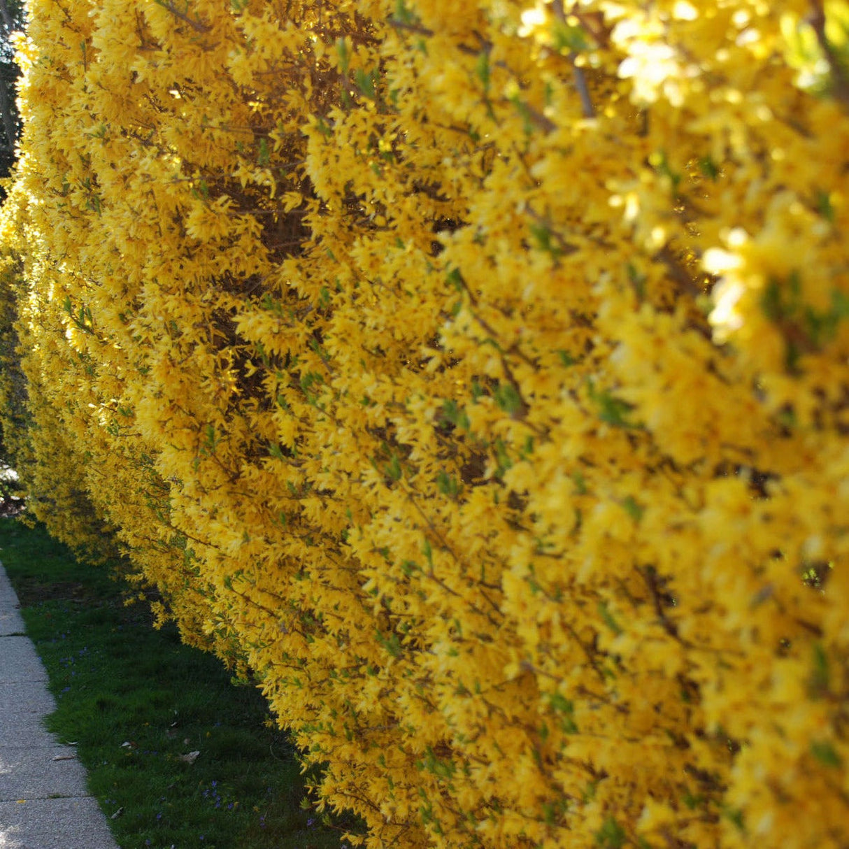 Yellow Forsythia Lynwood Variety Shrub