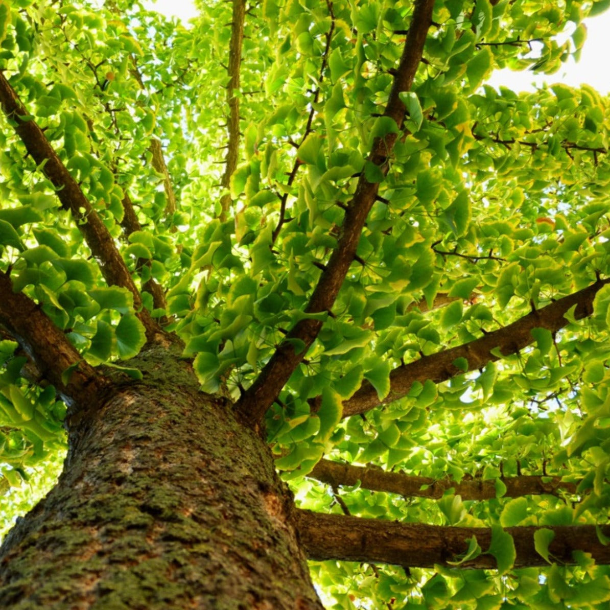 Ginkgo Biloba Tree