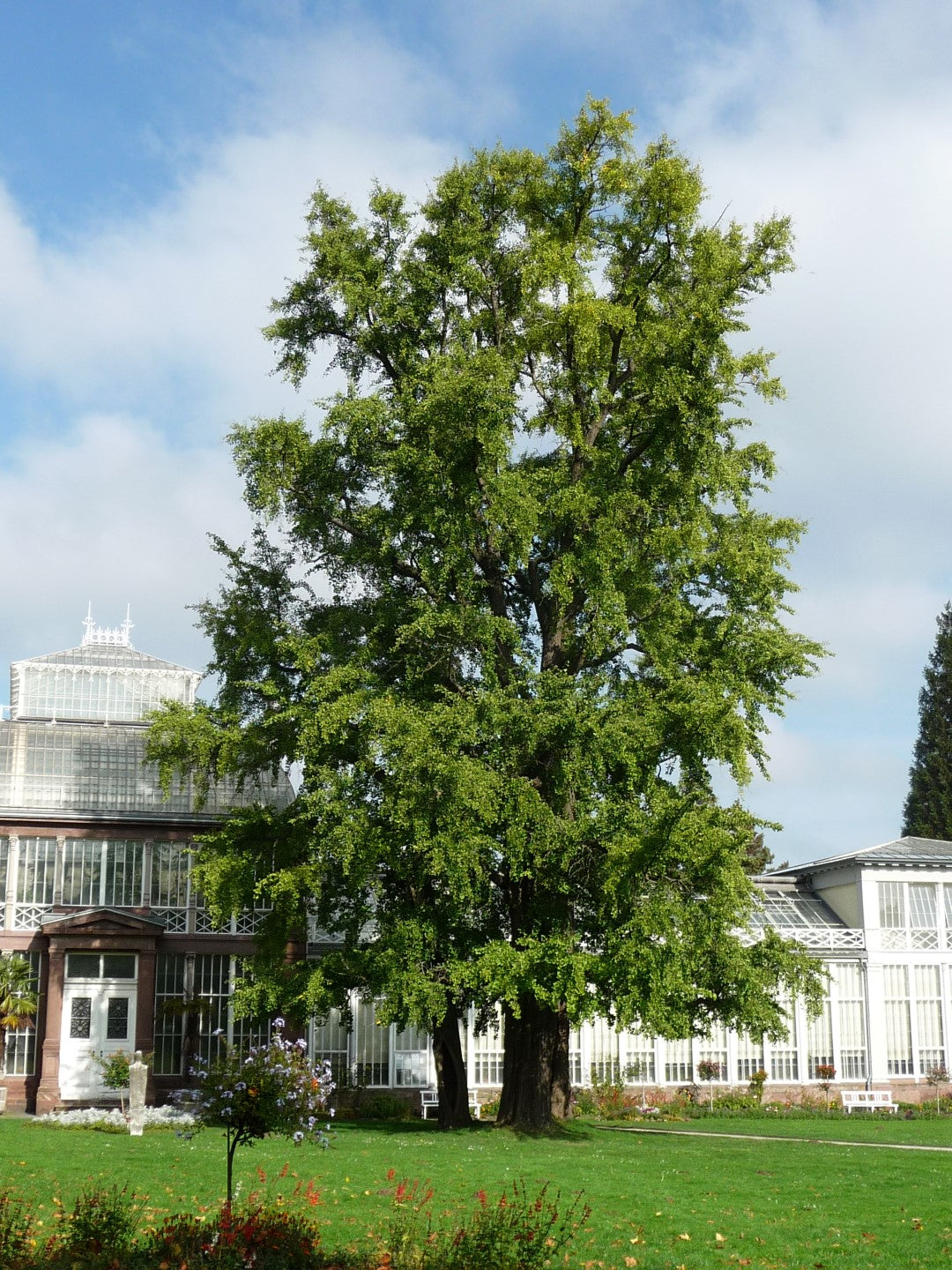 Ginkgo Biloba Tree