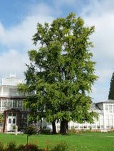 Ginkgo Biloba Tree