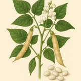 Heirloom Great Northern Bean Seeds – 20 Seeds