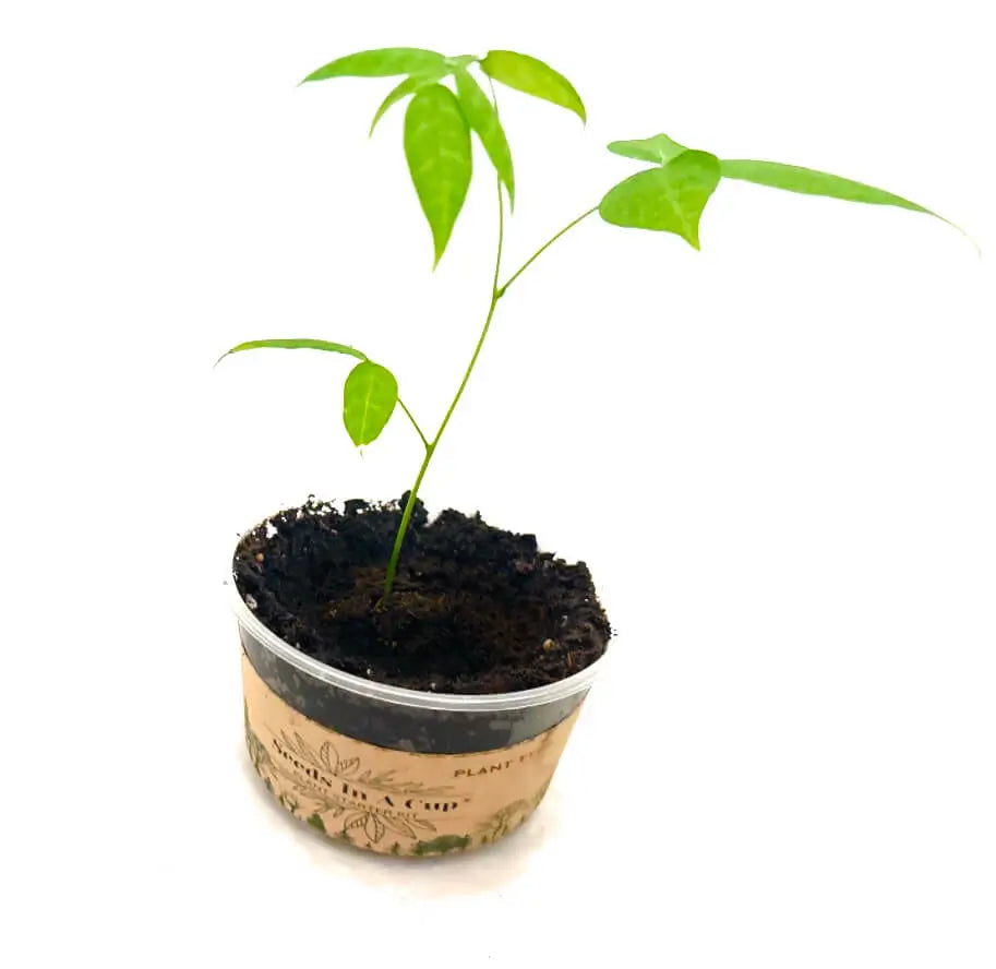 zucchini plants from seed Zucchini | Plant Seed Starter Grow Kit | Seeds In A Cup