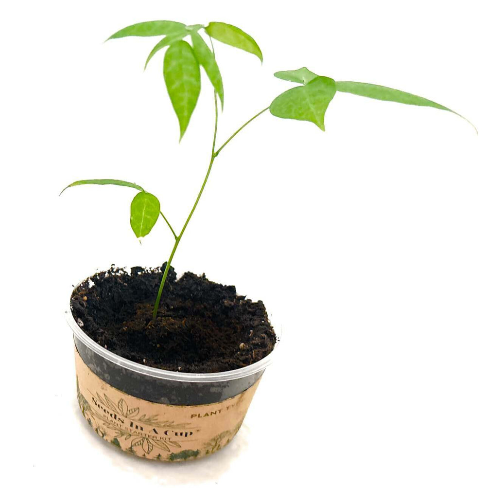 growing cup plant from seed Seeds In A Cup