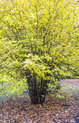 American Hazelnut Shrub – Corylus americana