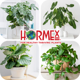 Hormex Rooting Duo – Vitamin B1 Concentrate (8 oz) + Rooting Powder #8 (21g)