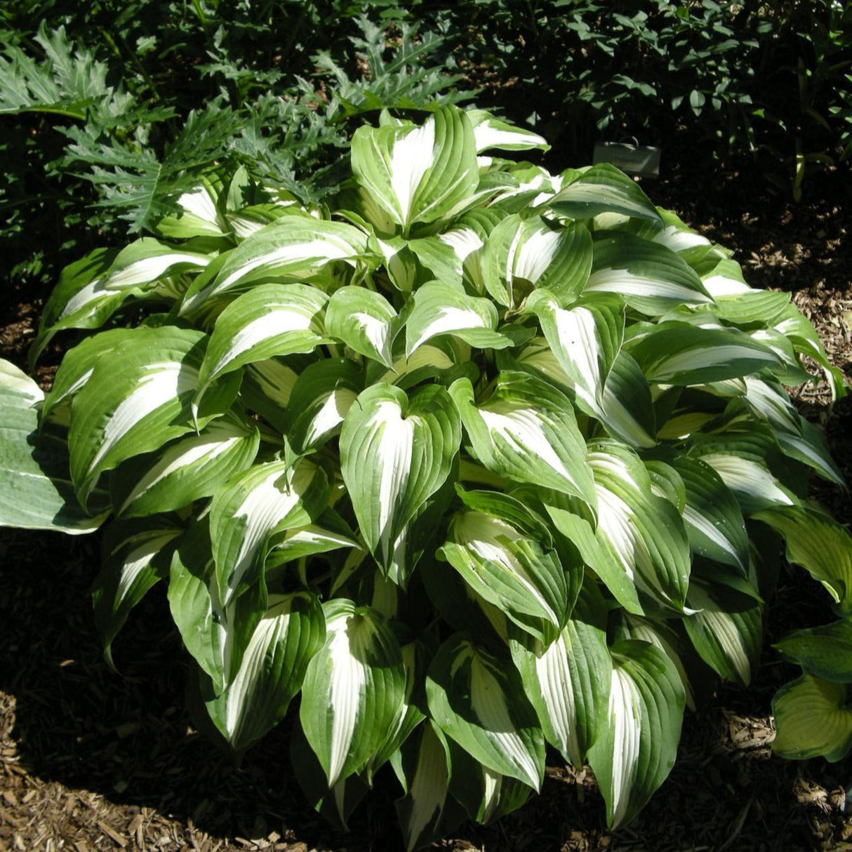 Night Before Christmas Hosta Plant