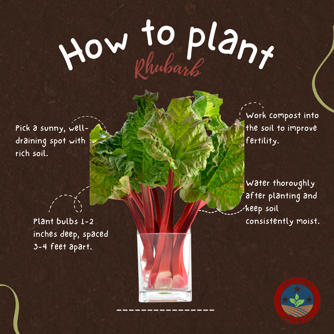 Canadian Red Rhubarb Plant