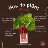 Canadian Red Rhubarb Plant