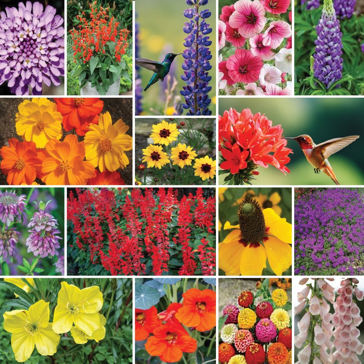 Napa Valley Wildflower Co Hummingbird Garden Wildflower Seed Mix
