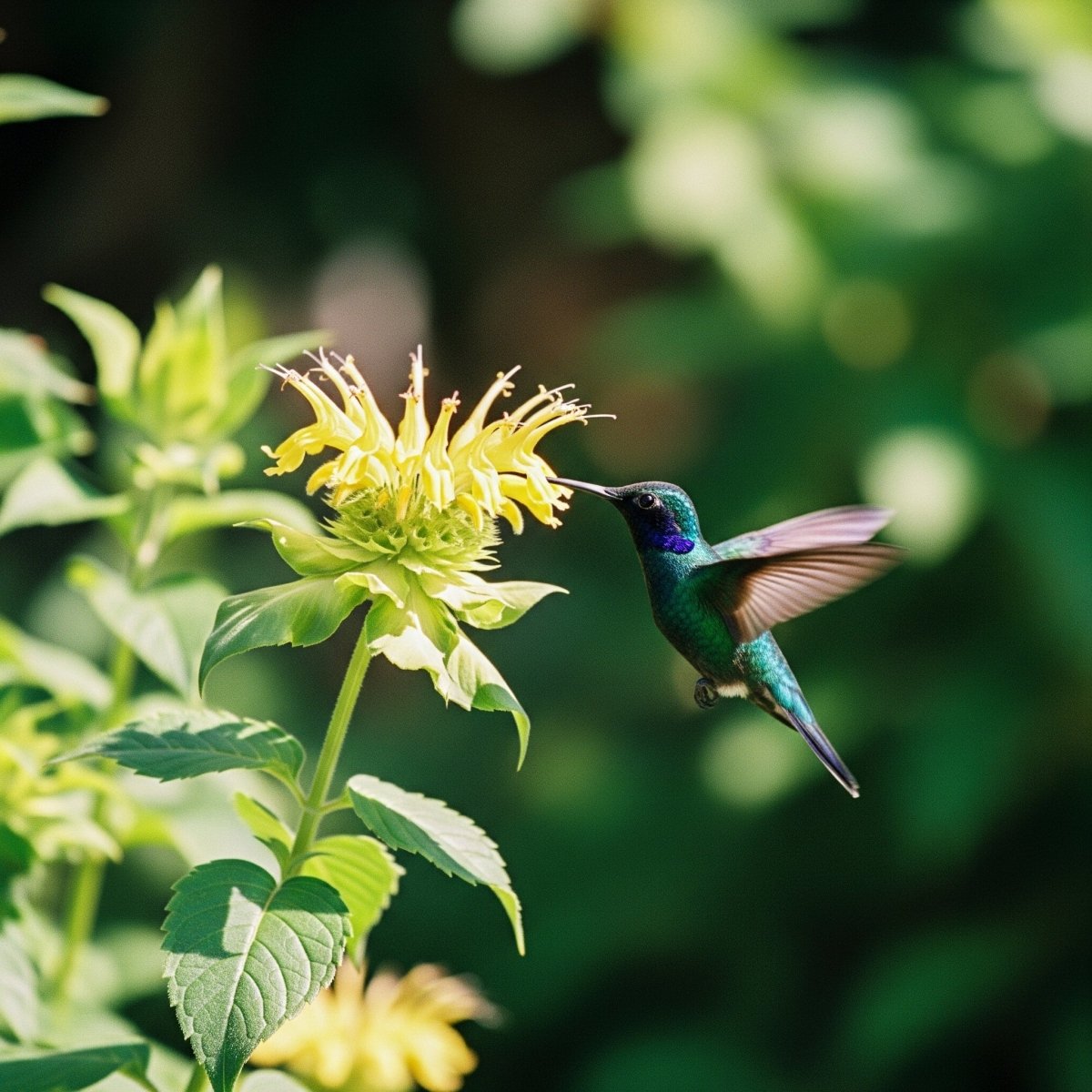Napa Valley Wildflower Co Hummingbird Garden Wildflower Seed Mix