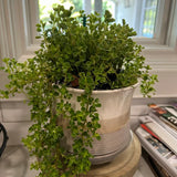 Baby Tears Plant - Pilea Depressa