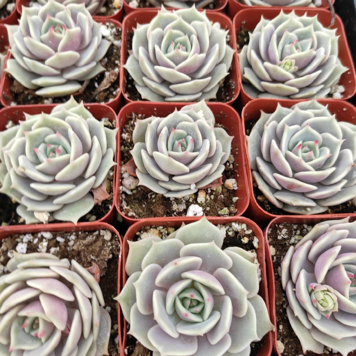 Echeveria 'Lola' Succulent Plant – Rosette-Forming Live Succulent