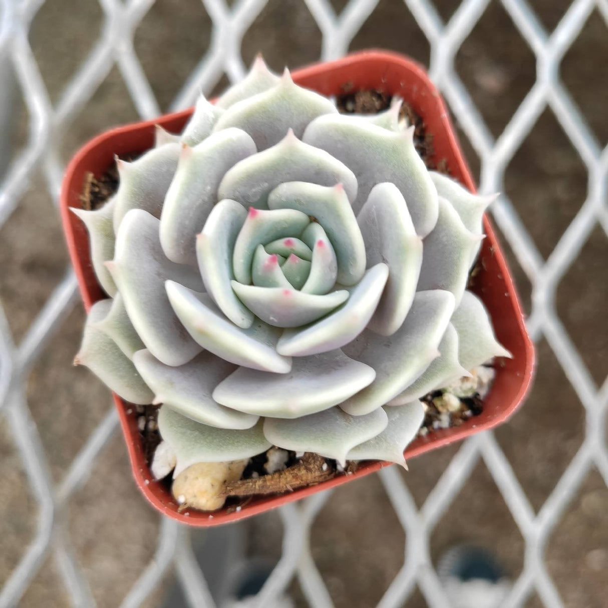 Echeveria 'Lola' Succulent Plant – Rosette-Forming Live Succulent