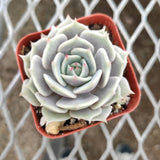 Echeveria 'Lola' Succulent Plant – Rosette-Forming Live Succulent