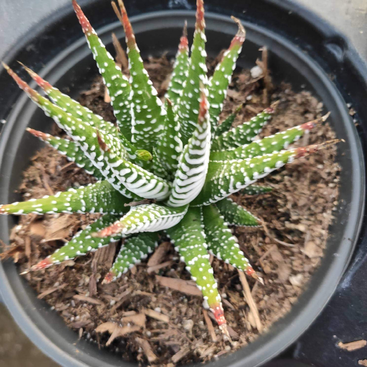 Haworthia fasciata 'Zebra Plant' – Live Striped Succulent