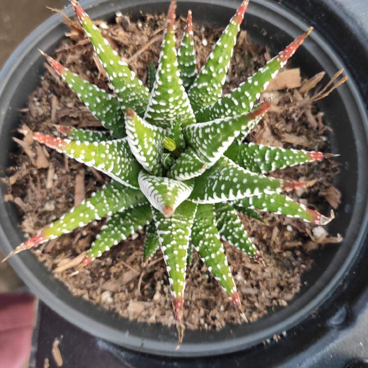 Haworthia fasciata 'Zebra Plant' – Live Striped Succulent