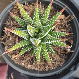 Haworthia fasciata 'Zebra Plant' – Live Striped Succulent