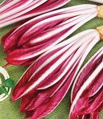 Heirloom Organic Early Treviso Radicchio Seeds, Pack of 10