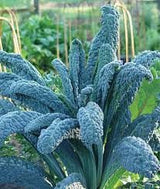 Heirloom Organic Dinosaur Kale Seeds