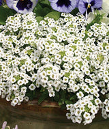 Heirloom Organic Alyssum Carpet of Snow Seeds – 20 Pack White Flowers