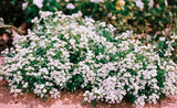Heirloom Organic Alyssum Carpet of Snow Seeds – 20 Pack White Flowers