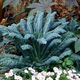 Heirloom Organic Dinosaur Kale Seeds