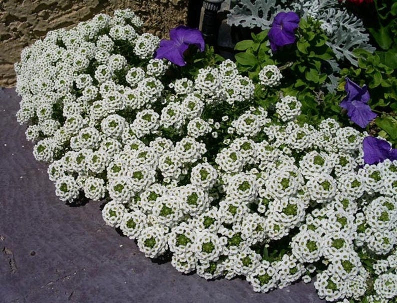 Heirloom Organic Alyssum Carpet of Snow Seeds – 20 Pack White Flowers