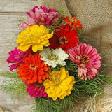 Organic Heirloom State Fair Zinnia Flower Seed Mix